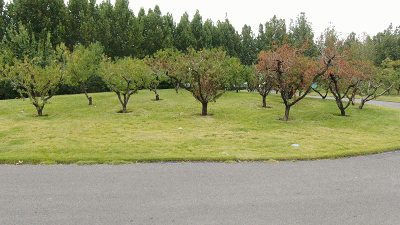 五大热门景区真实运营揭秘，看看客户为何选择赢多多观光车？