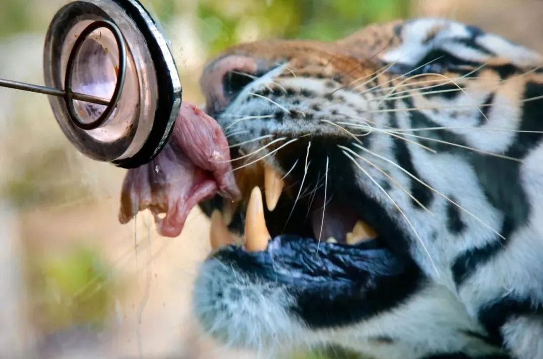 所有郑州人免费了！赢多多观光车带你嗨玩竹海野生动物园！