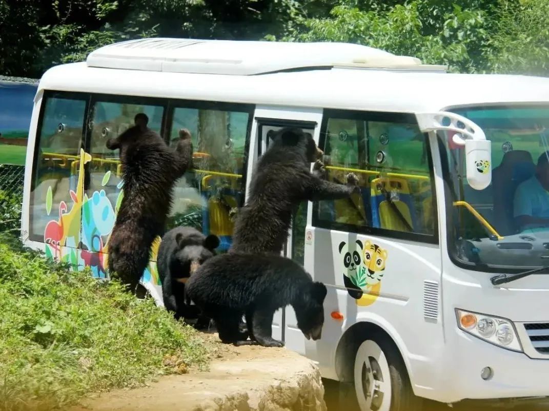 所有郑州人免费了！赢多多观光车带你嗨玩竹海野生动物园！