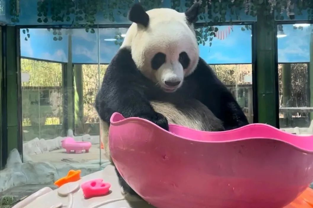 所有郑州人免费了！赢多多观光车带你嗨玩竹海野生动物园！