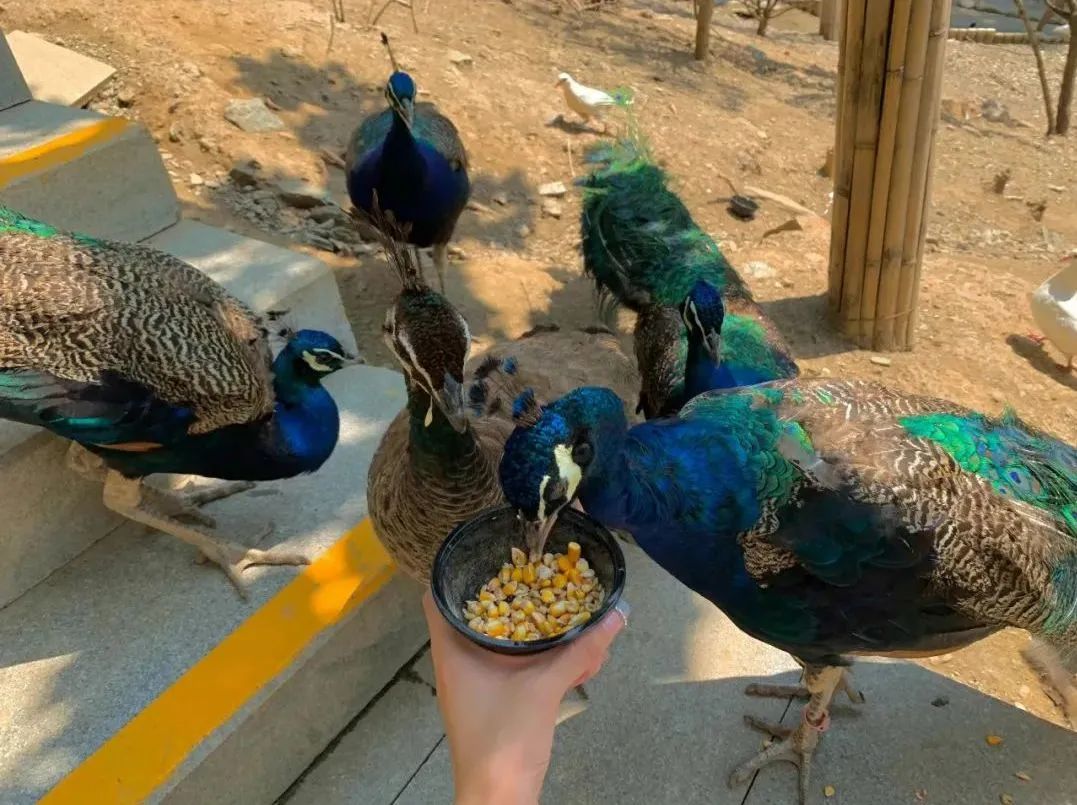 所有郑州人免费了！赢多多观光车带你嗨玩竹海野生动物园！