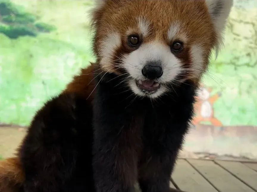 所有郑州人免费了！赢多多观光车带你嗨玩竹海野生动物园！