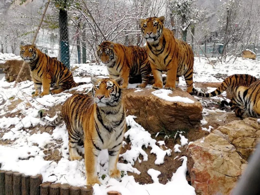 所有郑州人免费了！赢多多观光车带你嗨玩竹海野生动物园！