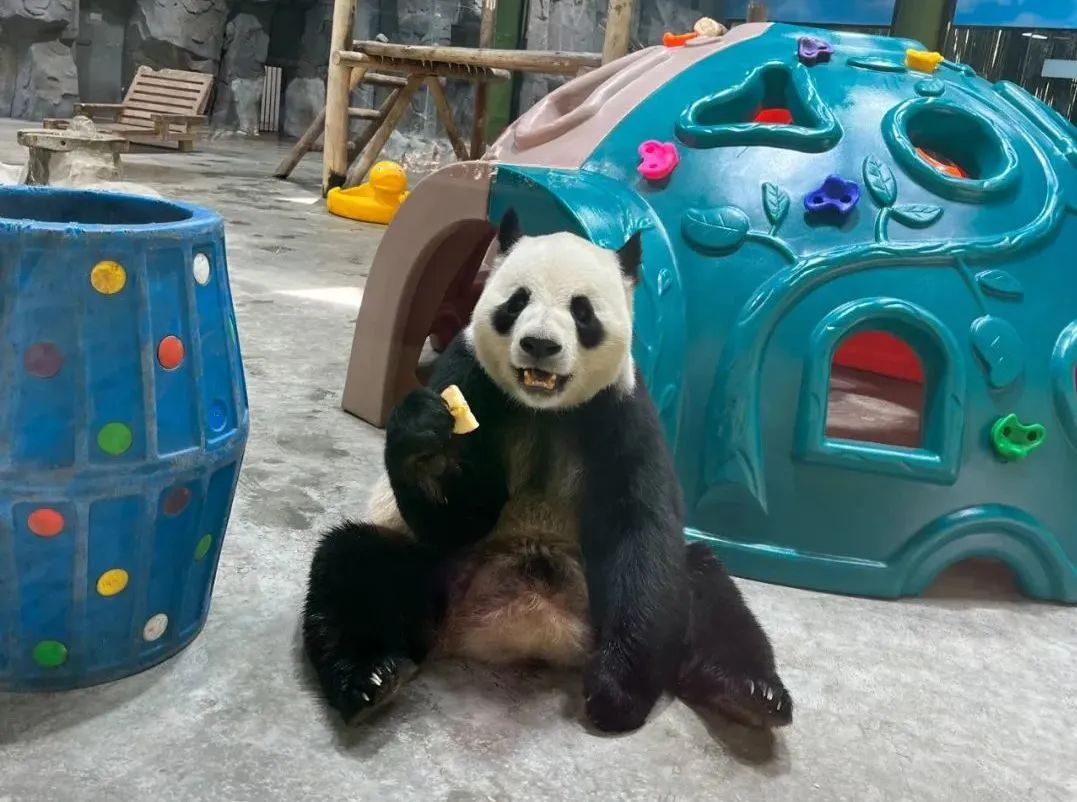 所有郑州人免费了！赢多多观光车带你嗨玩竹海野生动物园！