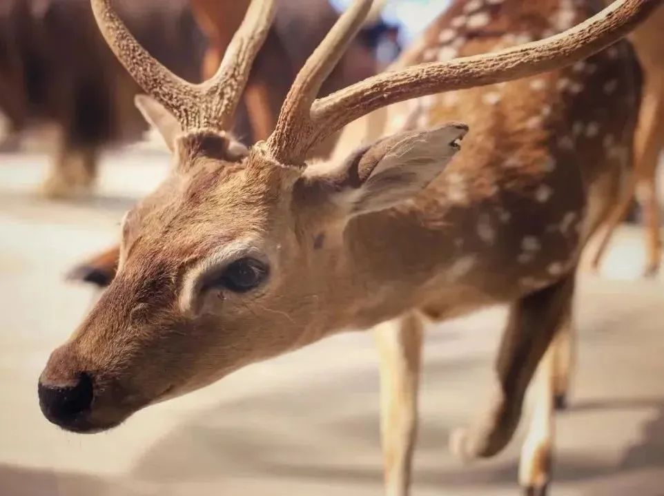 所有郑州人免费了！赢多多观光车带你嗨玩竹海野生动物园！
