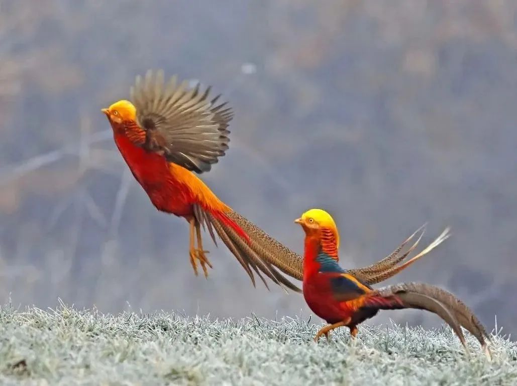 所有郑州人免费了！赢多多观光车带你嗨玩竹海野生动物园！