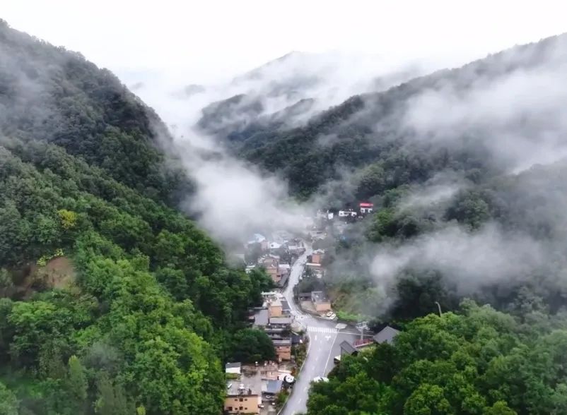 所有郑州人免费了！赢多多观光车带你嗨玩竹海野生动物园！