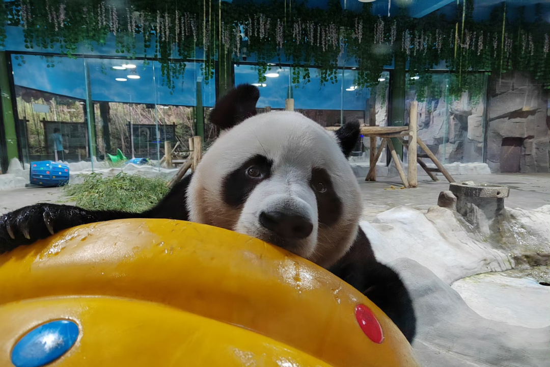 所有郑州人免费了！赢多多观光车带你嗨玩竹海野生动物园！